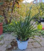 Grote Sansevieria Fernwood Punk🪴mooie kamerplant🪴OPHALEN, Ophalen, Overige soorten, Minder dan 100 cm