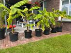 bananen planten voor een KOOPJE!!!, Ophalen, Overige soorten, Volle zon