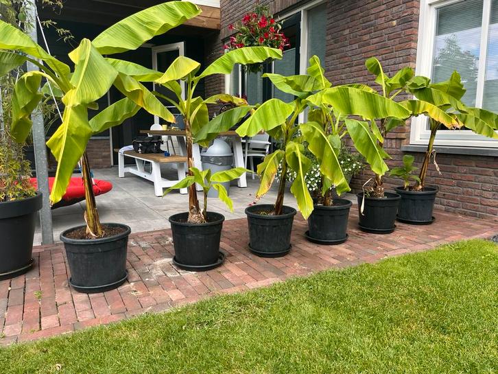 bananen planten voor een KOOPJE!!!, Tuin en Terras, Planten | Tuinplanten, Overige soorten, Volle zon, Ophalen