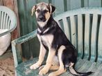 Pup Gloria, een lief, vrolijk en nieuwsgierig meisje (in NL), Particulier, Rabiës (hondsdolheid), 15 weken tot 1 jaar, Buitenland