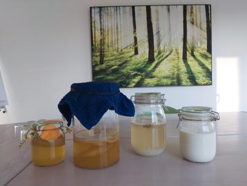 kombucha - SCOBY beschikbaar voor biedingen