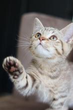 Britse korthaar kittens met stamboom, mogen verhuizen ️, Meerdere dieren, Gechipt, 0 tot 2 jaar