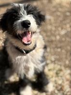 Border collie/ Bearded collie pup, Dieren en Toebehoren, Honden | Herdershonden en Veedrijvers, Particulier, Rabiës (hondsdolheid)