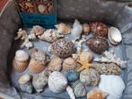 Schelpen, Verzamelen, Mineralen en Fossielen, Ophalen of Verzenden, Schelp(en)