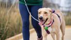 Honden uitlaten, honden uitlaatservice, honden dieren oppas,, Dieren en Toebehoren, Ophalen, Zo goed als nieuw