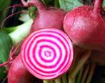 Bieten Borsch, Ophalen of Verzenden, Voorjaar, Volle zon, Zaad