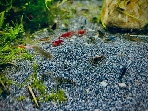 Wildkleur Neocaridina Garnalen, Dieren en Toebehoren, Vissen | Aquariumvissen, Kreeft, Krab of Garnaal