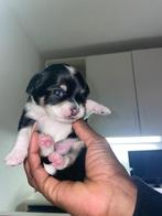 Chihuahua pup!!!, Dieren en Toebehoren, CDV (hondenziekte), 8 tot 15 weken, Meerdere, Meerdere dieren