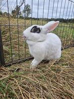 Snowy zoekt een huisje! (gevaccineerd), Dieren en Toebehoren, Konijnen, Vrouwelijk, Klein, 0 tot 2 jaar