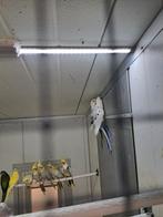 Koppel penanten wit bont, Meerdere dieren, Parkiet, Geringd