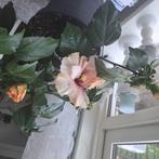 Hibiscus, Tuin en Terras, Overige soorten, 100 tot 250 cm, Zomer, Ophalen