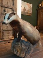 Opgezette das. Wild mancave taxidermie landelijk, Verzamelen, Dierenverzamelingen, Ophalen, Gebruikt, Wild dier, Opgezet dier