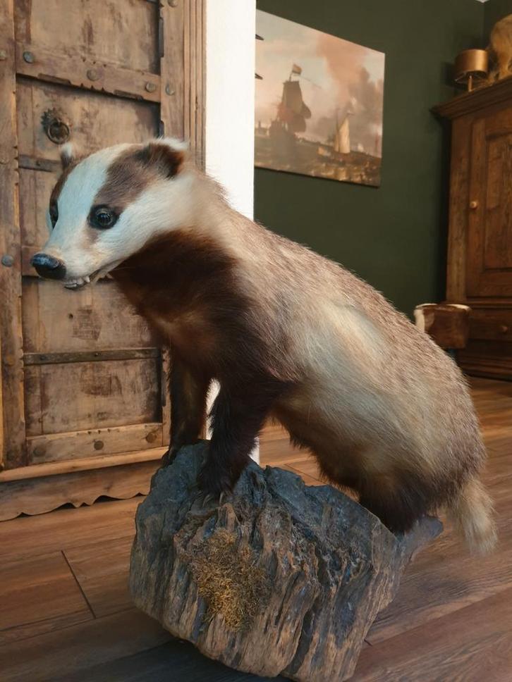 Opgezette das. Wild mancave taxidermie landelijk, Verzamelen, Dierenverzamelingen, Gebruikt, Opgezet dier, Wild dier, Ophalen