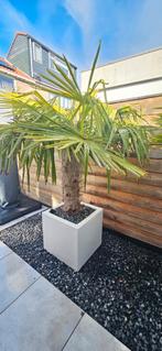 2x Grote Trachycarpus Fortunei Palm + Luxe Polyester bak!, 100 tot 250 cm, Zomer, Palmboom, Ophalen