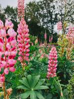 Verschillende zaden voor een kleurige en geurige tuin, Ophalen of Verzenden, Voorjaar, Volle zon, Zaad