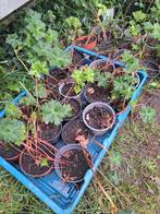 Geranium Rozanne, Tuin en Terras, Ophalen, Zomer, Volle zon