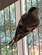 Barmsijs man, Dieren en Toebehoren, Mannelijk, Geringd