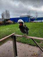 Haantjes van de Hollandse Kuifhoenkriel, Dieren en Toebehoren, Mannelijk, Kip