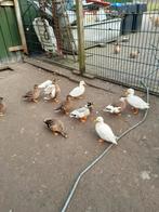 Kwakertjes, Dieren en Toebehoren, Pluimvee, Meerdere dieren, Eend