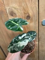 Alocasia frydek variegata plant albo white wit marble, Huis en Inrichting, Kamerplanten, Ophalen of Verzenden, Halfschaduw, Minder dan 100 cm