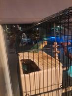 Agapornis, Dieren en Toebehoren, Vogels | Hokken en Kooien, Ophalen, Overige typen