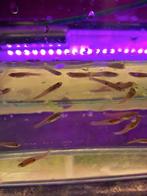 Japan blue guppen (Aanbieding), Dieren en Toebehoren, Vissen | Aquariumvissen, Vis