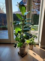 Tabaksplant ficus, Ophalen, Ficus, 100 tot 150 cm