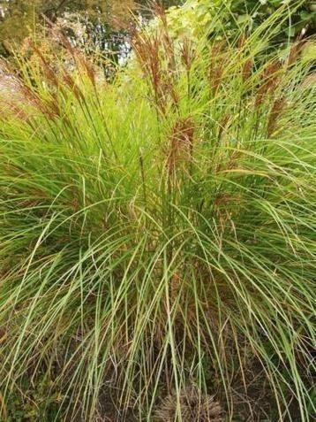 Siergras div soorten Struisriet Panicum Molinia Miscanthus + beschikbaar voor biedingen