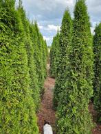 Coniferen thuja smaragd tot 250cm hoog, Ophalen, Conifeer, Struik, 100 tot 250 cm