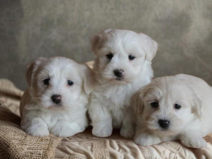 Lieve Boomer pups., Dieren en Toebehoren, Honden | Chihuahua's en Gezelschapshonden, Meerdere dieren, Overige rassen, Fokker | Professioneel