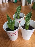 Sansevieria hahnii - vetplant, Ophalen, Overige soorten, Minder dan 100 cm