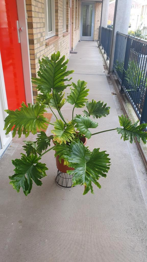 Groot philodendron bipinnatifidum " Selloum Hopе " - 2, Huis en Inrichting, Kamerplanten, Overige soorten, 100 tot 150 cm, Groene kamerplant