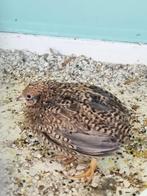 Chinese kwartels hennen en hanen, Dieren en Toebehoren, Pluimvee, Meerdere dieren, Overige soorten