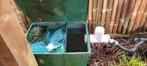 3-kamerfilter met UV-filter, vijverpomp en watervalbak, Dieren en Toebehoren, Vissen | Vijvervissen, Karper of Koi
