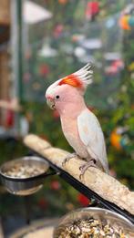 Inca kaketoe’s, Dieren en Toebehoren, Meerdere dieren, Papegaai, Pratend