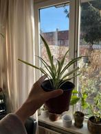 Graslelie (Chlorophytum comosum) in pot, Overige soorten, Vaste plant, Ophalen of Verzenden, Bloeit niet