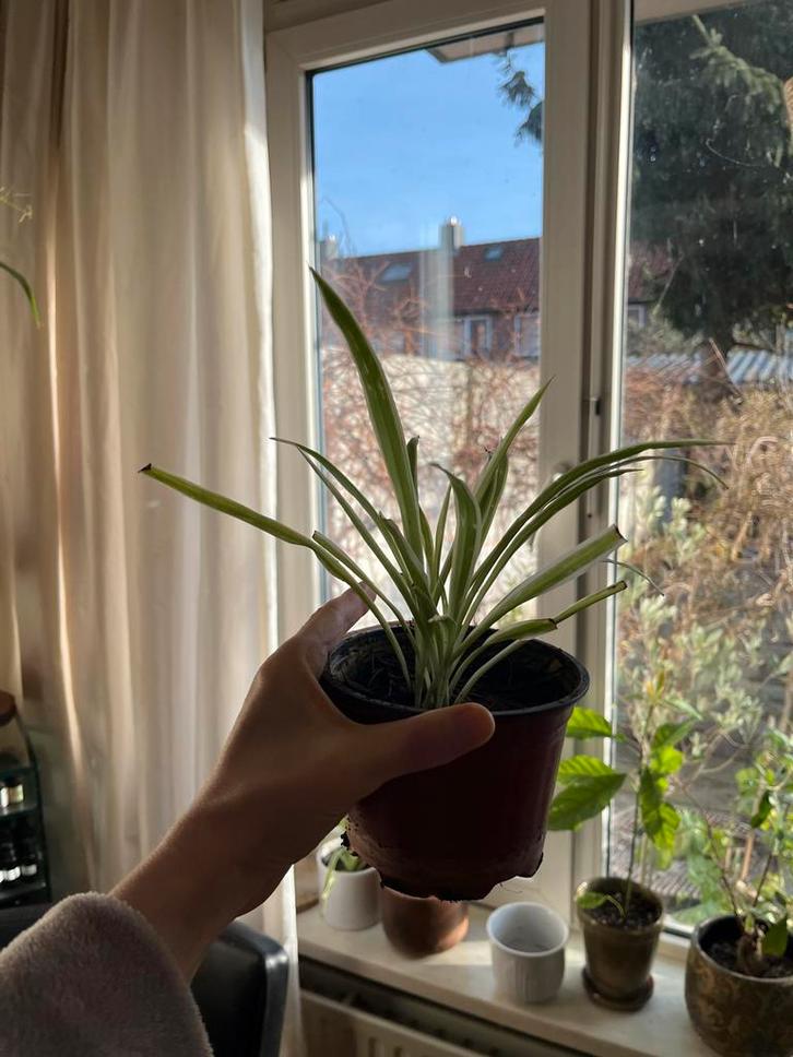 Graslelie (Chlorophytum comosum) in pot, Tuin en Terras, Planten | Tuinplanten, Vaste plant, Overige soorten, Halfschaduw, Bloeit niet