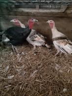 Kalkoenen, Dieren en Toebehoren, Meerdere dieren, Kalkoen