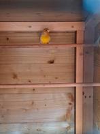 f1, Dieren en Toebehoren, Vogels | Kanaries, Mannelijk, Bastaard