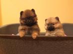 Prachtige pomeriaan - dwergkees puppy, Dieren en Toebehoren, Keeshond, 8 tot 15 weken, Meerdere, Meerdere dieren