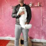 Unieke Perzische kat – 2 jaar – wit met heterochrome ogen, Dieren en Toebehoren, Katten en Kittens | Raskatten | Langhaar, Kater