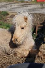 NMPRS merrie en ruin, Dieren en Toebehoren, Pony's, Ruin, A pony (tot 1.17m), Gechipt