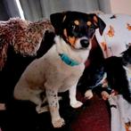 GaGa Animal Care - LYRA (in een gastgezin in Rotterdam ZH), Dieren en Toebehoren, Particulier, Rabiës (hondsdolheid), 1 tot 2 jaar