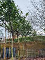 Bol Laurier ( Prunus Laurier Cleopatra), Ophalen, Bloeit niet, Halfschaduw, Overige soorten