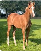 Toledo vdl x Carrera vdl, Dieren en Toebehoren, Paarden, Merrie, 0 tot 2 jaar