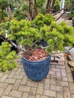 Pinus mugo klosterkotter bonsai, Bloeit niet, Overige soorten, Minder dan 100 cm, Ophalen