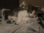 Kittens, Dieren en Toebehoren, Meerdere dieren