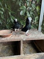 Koppel capucijners, Dieren en Toebehoren, Vogels | Duiven, Meerdere dieren, Overige soorten