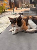 Kat zoekt baas. Huisje gezocht voor oud gewond katje, Dieren en Toebehoren, Katten en Kittens | Overige Katten, Poes