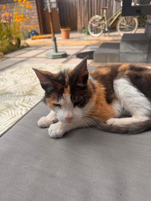 Kat zoekt baas. Huisje gezocht voor oud gewond katje, Dieren en Toebehoren, Katten en Kittens | Overige Katten, Poes